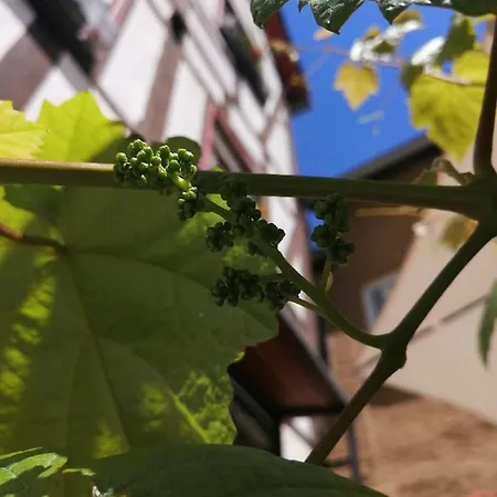 Gaestehaus Romantika Πανσιόν Κόχεμ