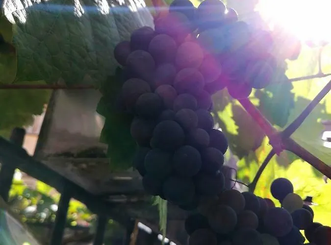 Gaestehaus Romantika Cochem