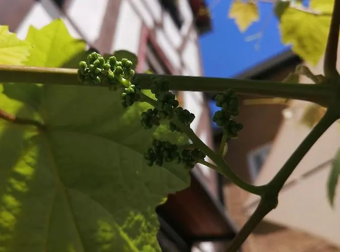 Gaestehaus Romantika Maison d'hôtes Commune fusionnée de Cochem-Land